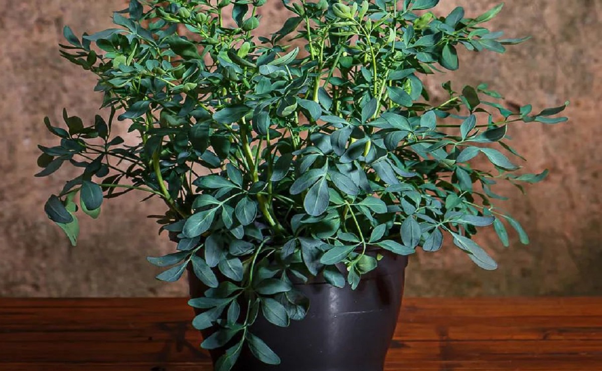 Os Benefícios Místicos e Medicinais da Arruda