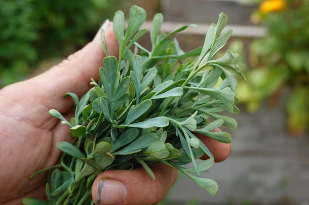 Como Escolher o Vaso Perfeito para sua Arruda