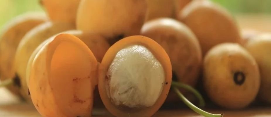 Enxertia de Bacupari: O Segredo para Frutos Mais Rápidos e Abundantes