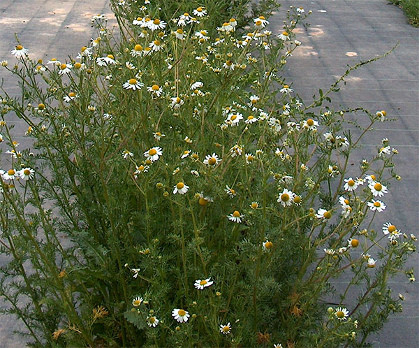 Como Fazer Chá de Camomila Caseiro com Flores Frescas
