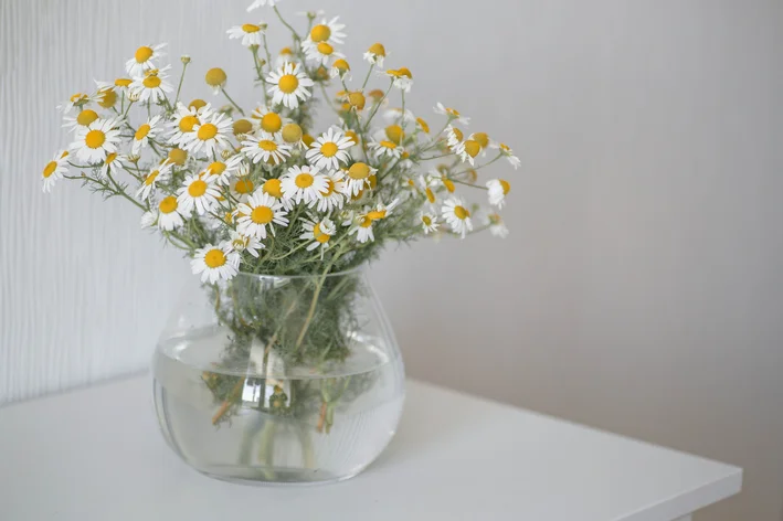 como plantar camomila em vaso