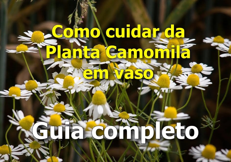 Benefícios do Chá de Camomila: Mais que um Relaxante