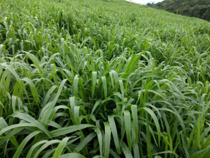 como plantar capim braquiária