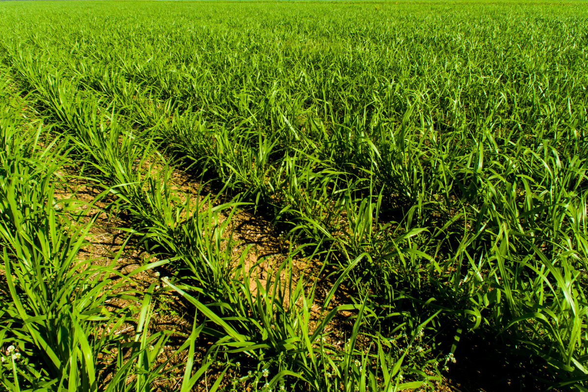 Guia Completo: Preparo do Solo para Plantio de Braquiária