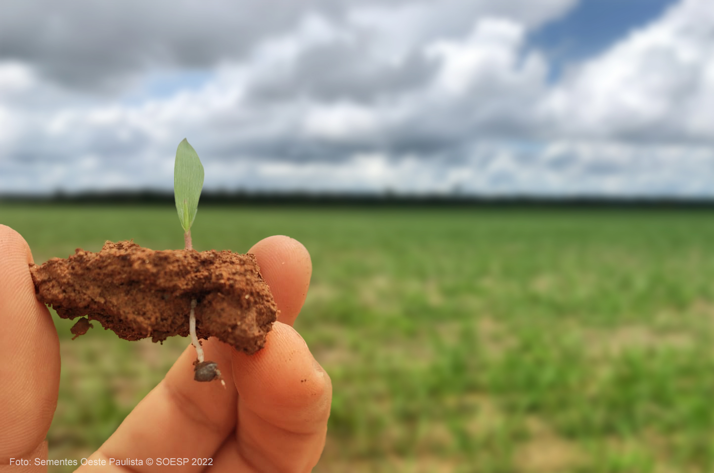 Adubação da Braquiária: O que Usar e Quando Aplicar