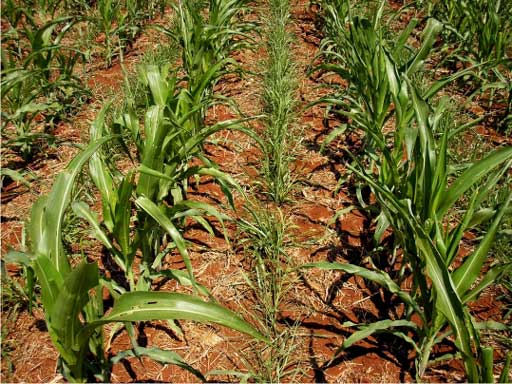 Manejo Pós-Plantio da Braquiária: Do Nascimento ao Primeiro Pastejo