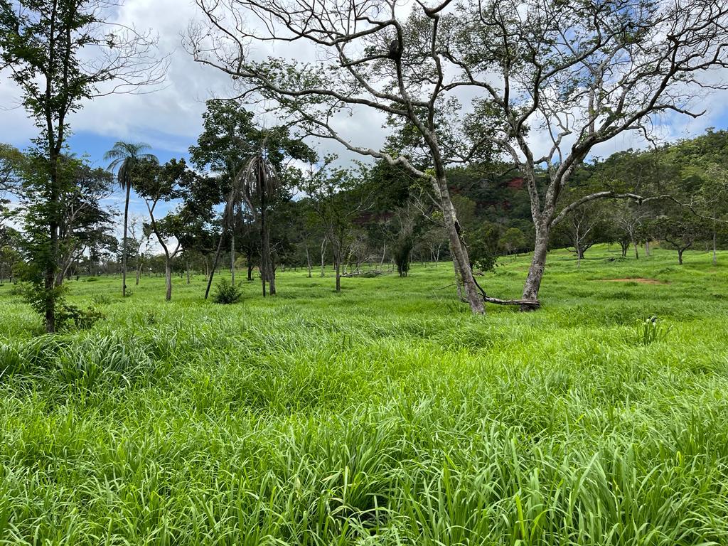 Como Escolher as Sementes de Braquiária com Melhor Valor Cultural