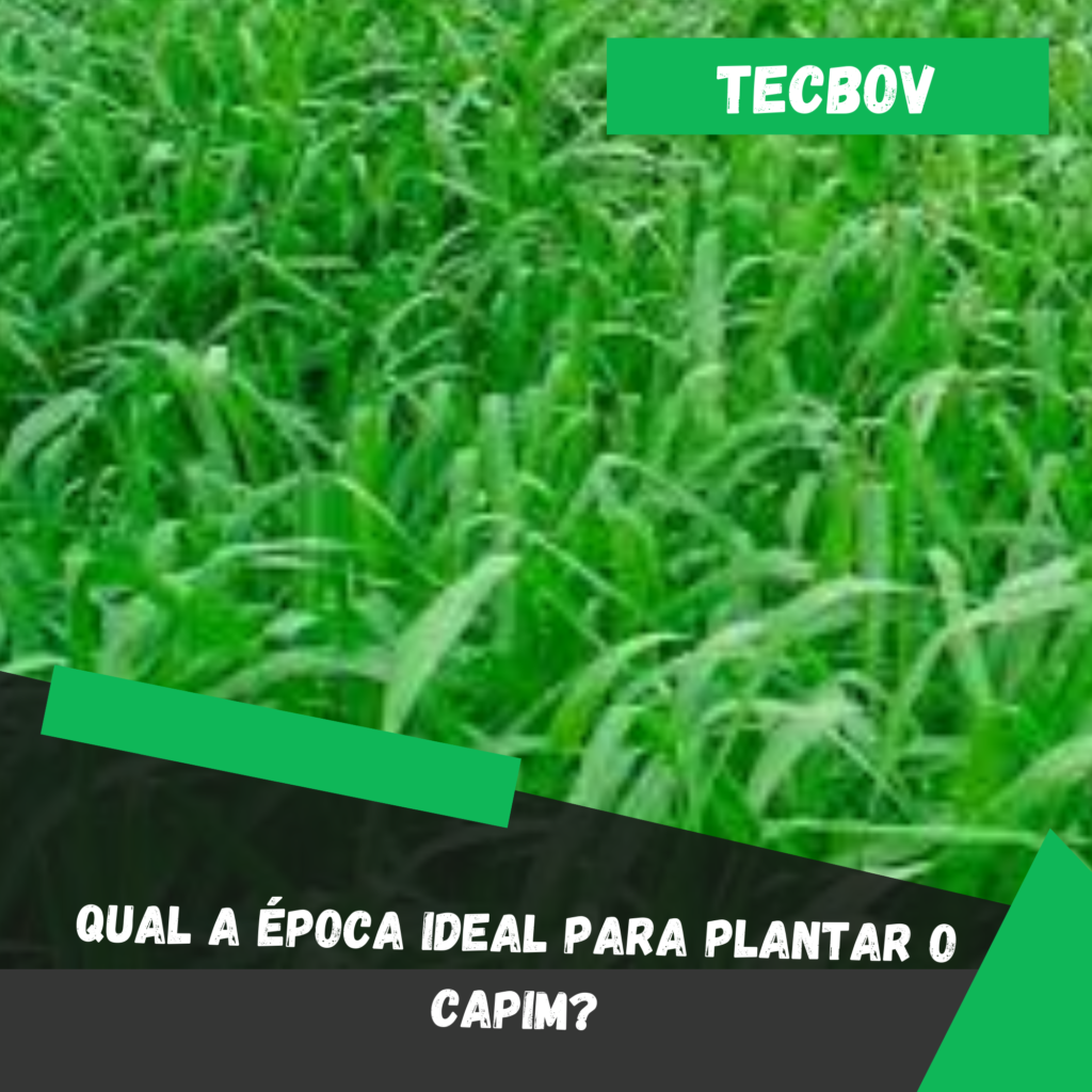 Adubação da Braquiária: O que Usar e Quando Aplicar