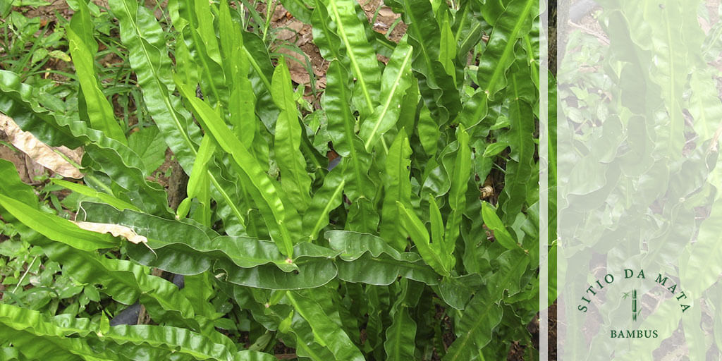 como plantar carqueja