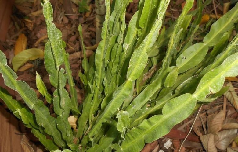 1. Como fazer muda de carqueja passo a passo
2. Carqueja: Benefícios e propriedades medicinais
3. O solo ideal para o cultivo da carqueja
4. Dicas de rega e cuidados com a carqueja no verão
5. Quando e como colher a carqueja para máximo aproveitamento