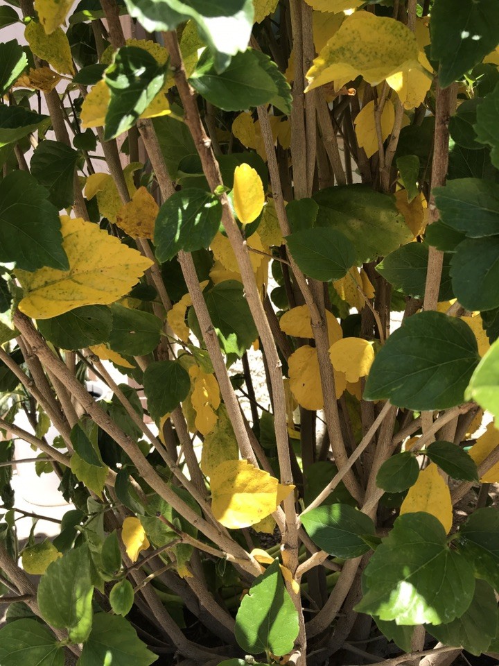 1. Como fazer muda de carqueja passo a passo
2. Carqueja: Benefícios e propriedades medicinais
3. O solo ideal para o cultivo da carqueja
4. Dicas de rega e cuidados com a carqueja no verão
5. Quando e como colher a carqueja para máximo aproveitamento