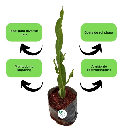 1. Como fazer muda de carqueja passo a passo
2. Carqueja: Benefícios e propriedades medicinais
3. O solo ideal para o cultivo da carqueja
4. Dicas de rega e cuidados com a carqueja no verão
5. Quando e como colher a carqueja para máximo aproveitamento