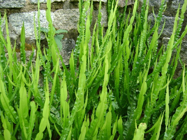 como plantar carqueja