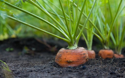 como plantar cenoura brotando