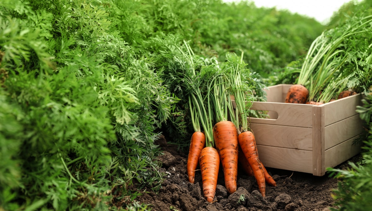 como plantar cenoura brotando