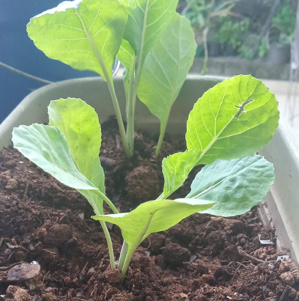 como plantar couve em vaso