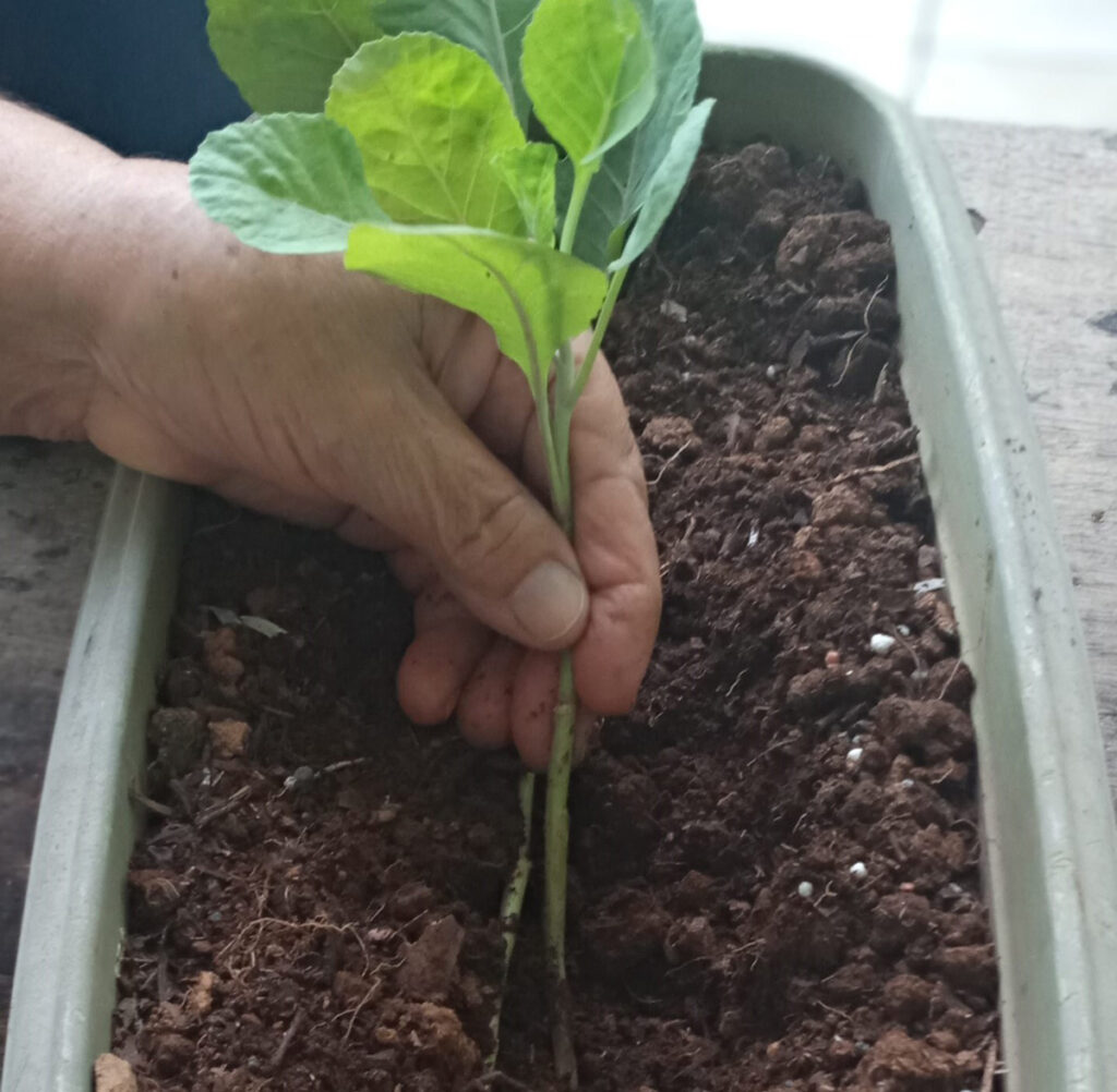 Guia Completo: Como Escolher o Vaso Ideal para Plantar Couve