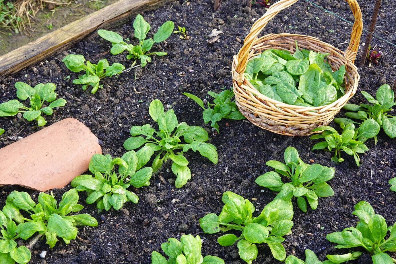 como plantar espinafre em vaso
