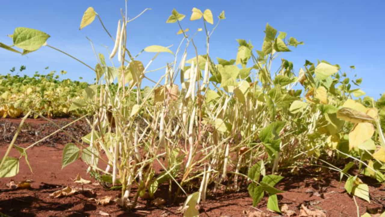 Problemas Comuns no Cultivo de Feijão Carioca e Suas Soluções