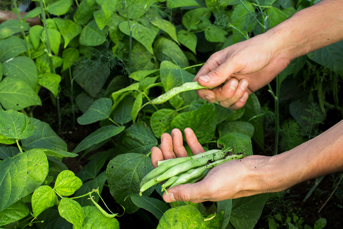 Feijão Carioca em Vaso: Dicas Essenciais para o Sucesso