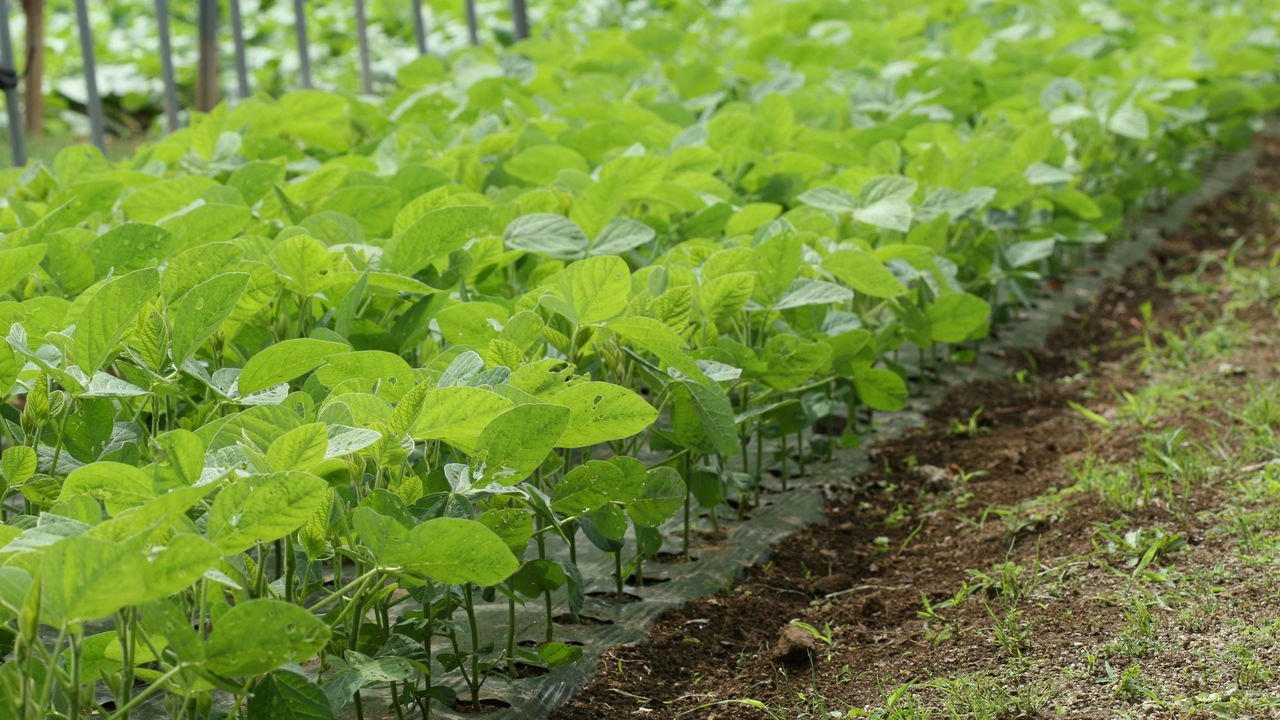 As Melhores Épocas para Plantar Feijão Carioca no Brasil