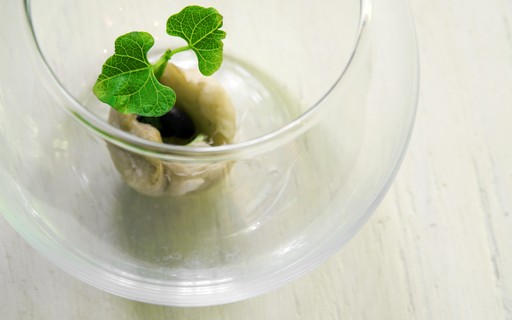 como plantar feijão no copo