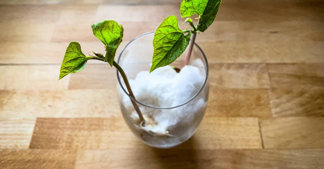 5 ideias de títulos:
1. Feijão no Algodão: O Guia Completo para uma Germinação de Sucesso.
2. Experiência Científica em Casa: Como Plantar Feijão no Algodão.
3. Desvendando a Germinação: O Que Esperar ao Plantar Feijão no Algodão.
4. Dicas Essenciais para o Plantio de Feijão no Algodão.
5. Do Algodão à Terra: O Ciclo de Vida do Feijão em Experiência.