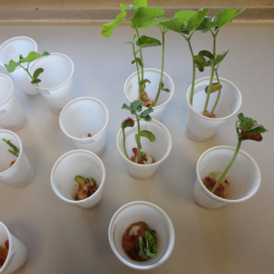 como plantar feijão no copo