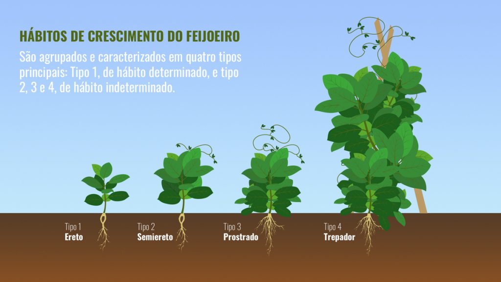 como plantar feijão preto