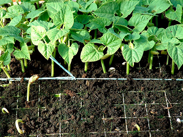 Erros Comuns no Plantio de Feijão e Como Evitá-los