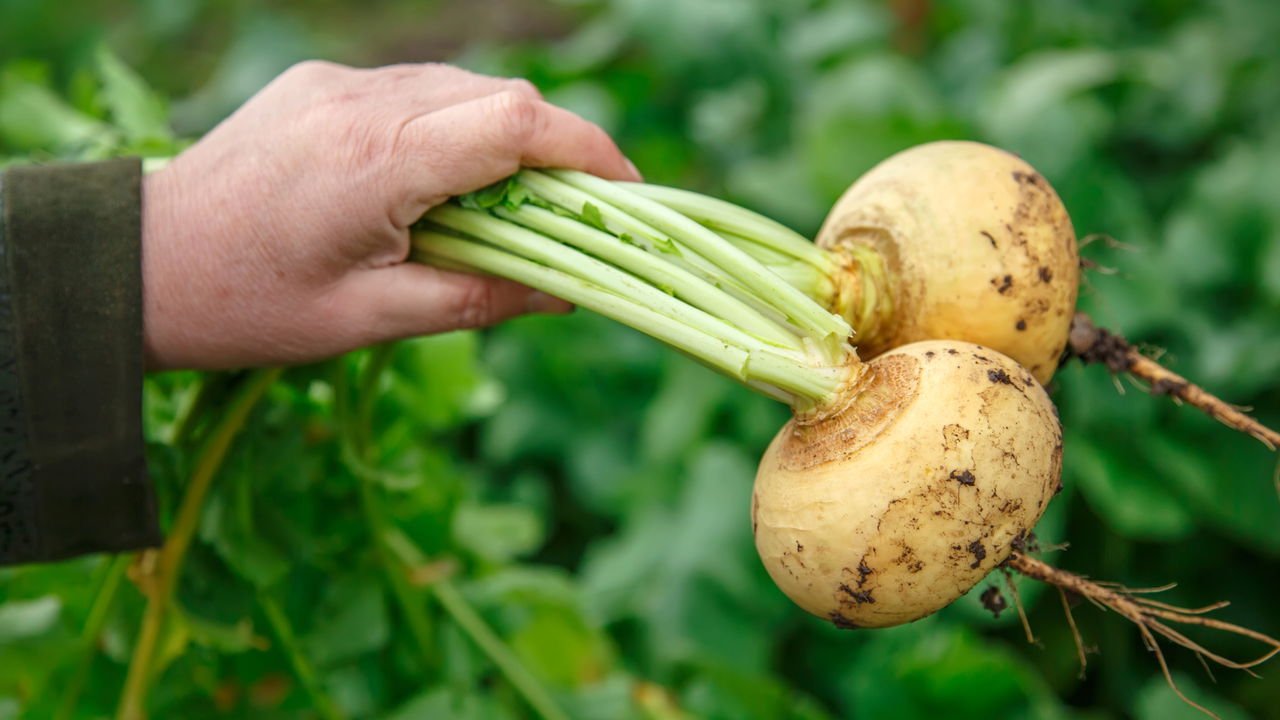 melhores épocas para plantar nabo em diferentes regiões