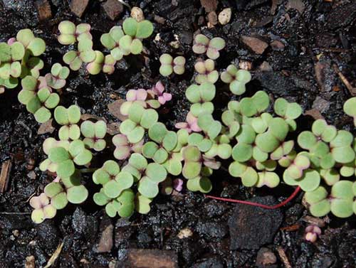 erros comuns ao plantar nabo e como evitá-los