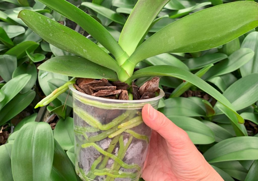Como Plantar Orquideas Em Vaso