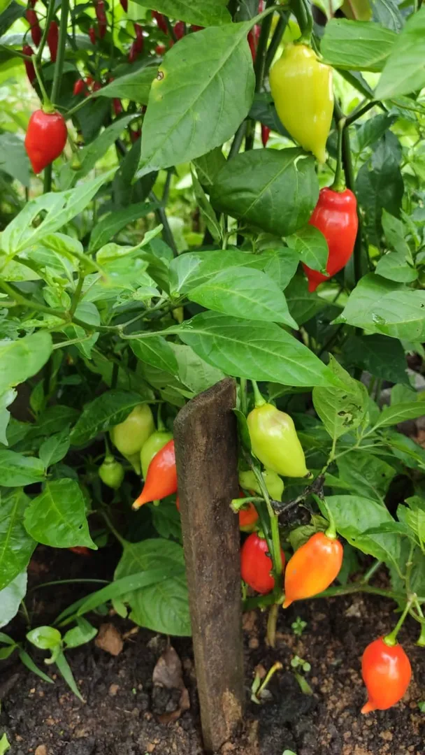 Pimentão Verde vs. Pimentão Colorido: Quando Colher Cada Um?