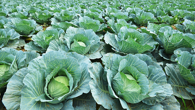 como plantar repolho 60 dias