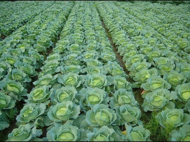 plantio de repolho para iniciantes