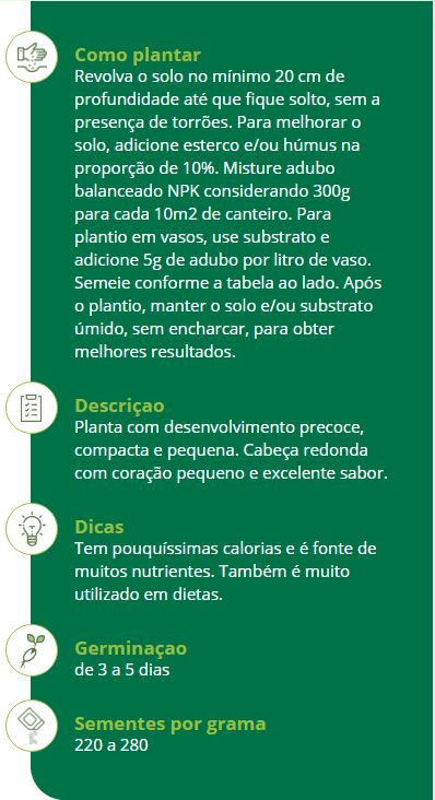 plantio de repolho para iniciantes