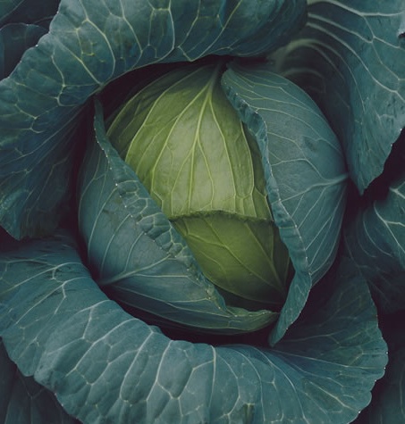 cultivo de repolho em horta caseira