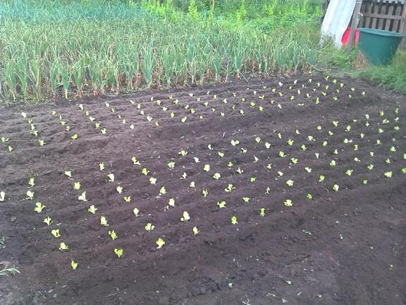 como plantar repolho 60 dias