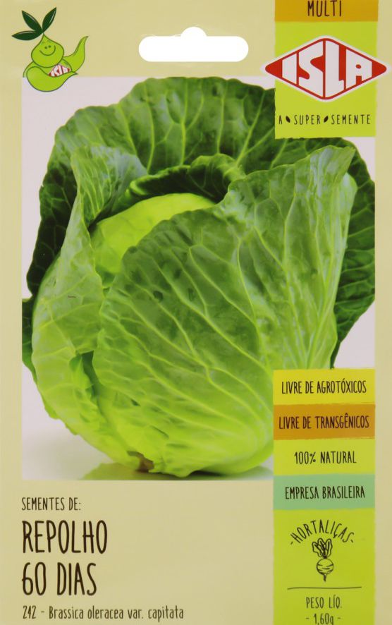 plantio de repolho para iniciantes