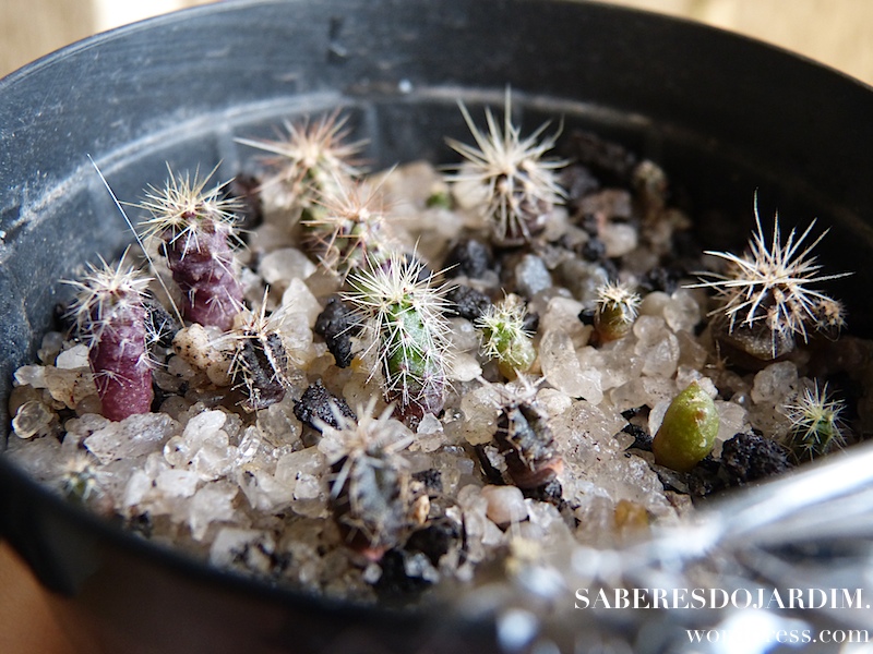 como plantar sementes de cactos