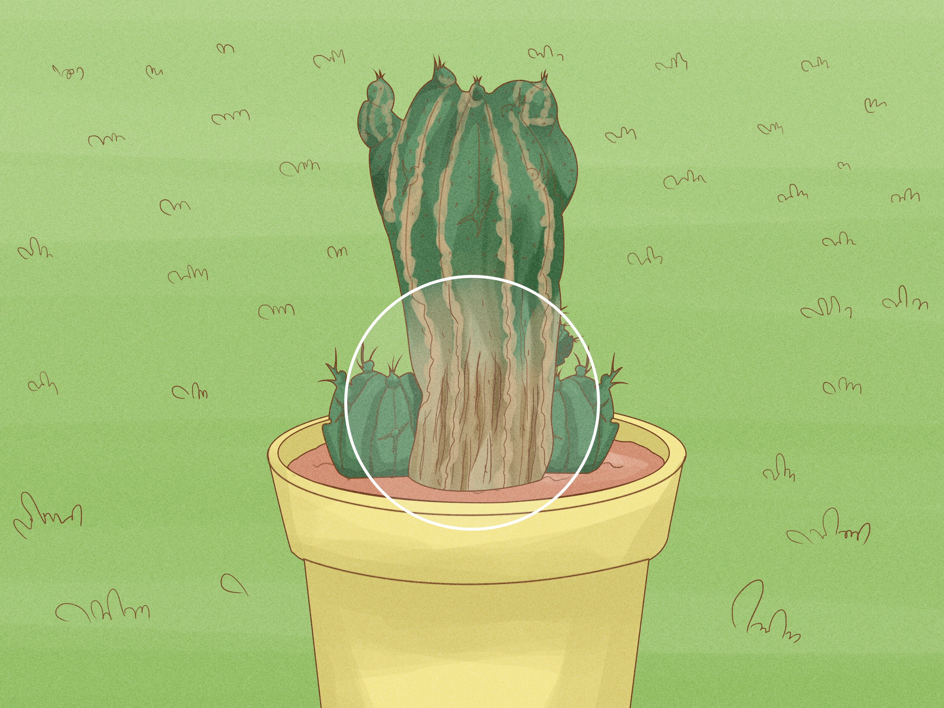 Guia Completo: Escolhendo as Melhores Sementes de Cactos para Plantar