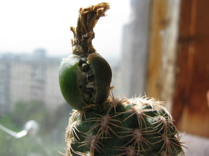 Substrato Ideal para Cactos: Receitas e Dicas