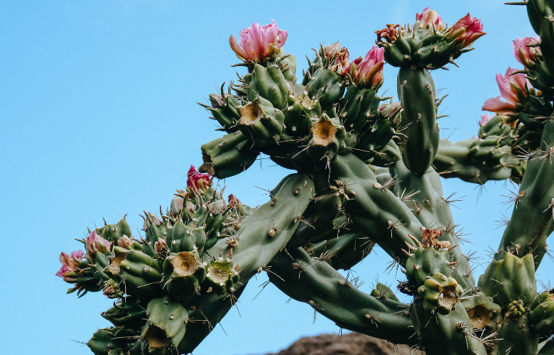 Guia Completo: Escolhendo as Melhores Sementes de Cactos para Plantar