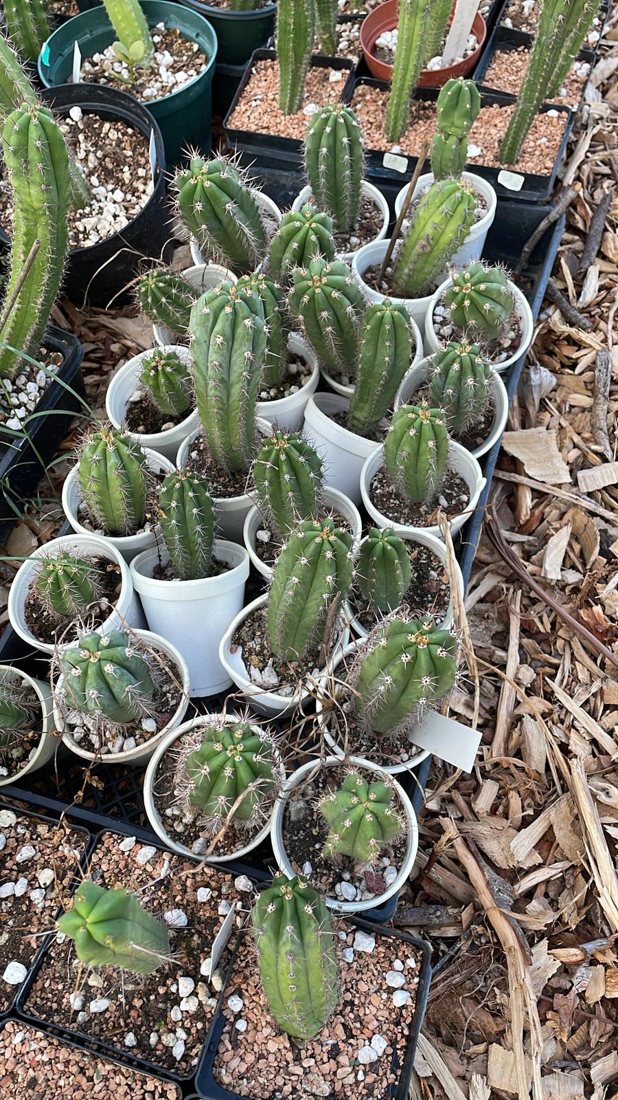 Problemas Comuns na Germinação de Cactos e Como Resolvê-los