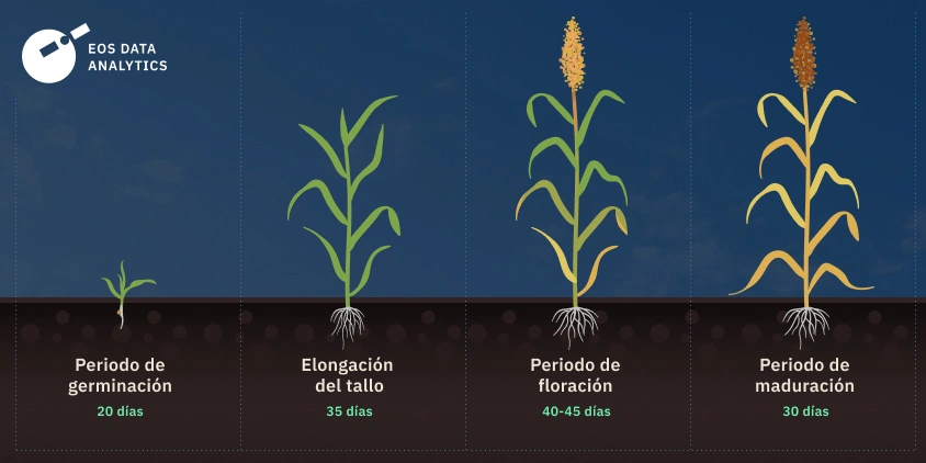 como plantar sorgo