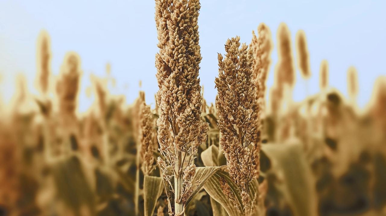 Como o Sorgo se Adapta a Diferentes Tipos de Solo
