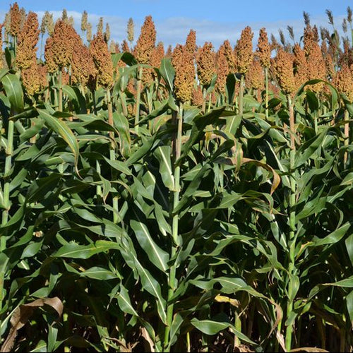 Como o Sorgo se Adapta a Diferentes Tipos de Solo