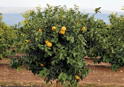 como plantar tangerina