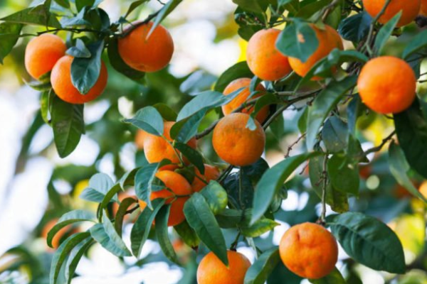 Tipos de Tangerina para Cultivo em Casa